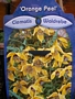 Клематис, жълт (Clematis)