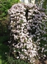 Клематис, розов (Clematis montana)