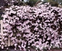 Клематис, розов (Clematis montana)