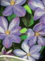 Клематис (Clematis,Mrs.Cholmondeley)