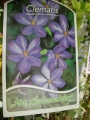 Клематис (Clematis,Mrs.Cholmondeley)