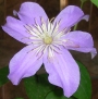 Клематис (Clematis)