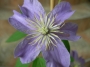 Клематис (Clematis)