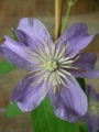 Клематис (Clematis)