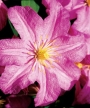 Клематис (Clematis, Comtesse de Bouchaud)