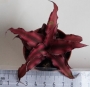 Криптантус (Cryptanthus)