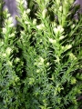 Конифери (Conifers)