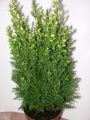 Конифери (Conifers)