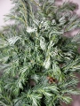 Конифери (Conifers)