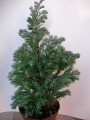 Конифери (Conifers)