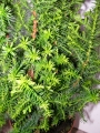 Конифери (Conifers)