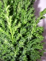 Конифери (Conifers)