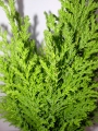 Конифери (Conifers)