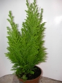 Конифери (Conifers)