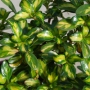 Копросма (Coprosma Lemon and Lime)