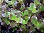 Копросма (Coprosma Pacific Night)