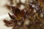 Копросма (Coprosma Pacific Night)