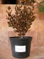 Копросма (Coprosma Pacific Night)