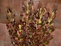 Копросма (Coprosma Pacific Night)