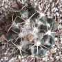 Корифанта (Coryphantha elephantidens)