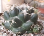 Корифанта (Coryphantha elephantidens)