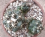 Корифанта (Coryphantha elephantidens)