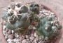 Корифанта (Coryphantha elephantidens)