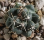 Корифанта (Coryphantha elephantidens)