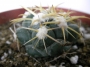 Корифанта (Coryphantha andreae)
