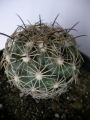 Корифанта (Coryphantha cornifera)