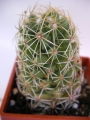 Корифанта (Coryphantha erecta)