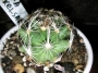 Корифанта (Coryphantha pseudonickelsae)