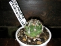 Корифанта (Coryphantha pseudonickelsae)