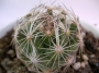 Корифанта (Coryphantha pseudonickelsae)