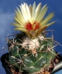 Корифанта (Coryphantha sulcolanata)