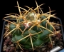Корифанта (Coryphantha sulcolanata)