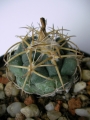 Корифанта (Coryphantha sulcolanata)