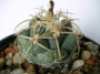 Корифанта (Coryphantha sulcolanata)