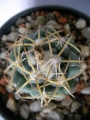 Корифанта (Coryphantha sulcolanata)
