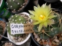 Корифанта (Coryphantha sulcolanata)