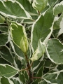 Корнус,Декоративен дрян вариегатен (Cornus alba Elegantissima)