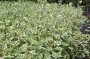 Корнус,Декоративен дрян вариегатен (Cornus alba Elegantissima)