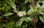 Корнус,Декоративен дрян вариегатен (Cornus alba Elegantissima)