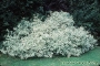Корнус,Декоративен дрян вариегатен (Cornus alba Elegantissima)