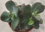 Котиледон (Cotyledon Chocoline Mint Truffles hybrid)