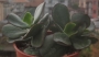 Котиледон (Cotyledon Chocoline Mint Truffles hybrid)