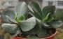 Котиледон (Cotyledon Chocoline Mint Truffles hybrid)