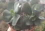 Котиледон (Cotyledon Chocoline Mint Truffles hybrid)