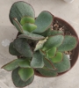 Котиледон (Cotyledon Chocoline Mint Truffles hybrid)