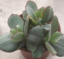 Котиледон (Cotyledon Chocoline Mint Truffles hybrid)